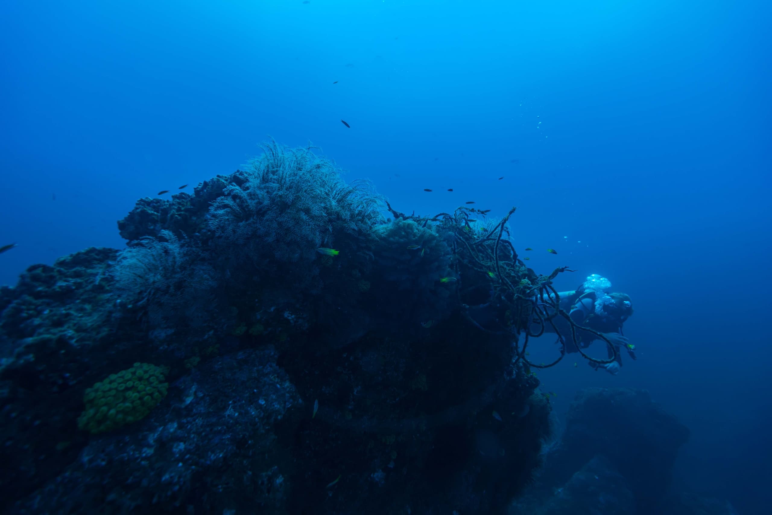 Deepwater Drama at Gordo Banks: Hammerheads, Mantas & Whale Sharks from Cabo San Lucas