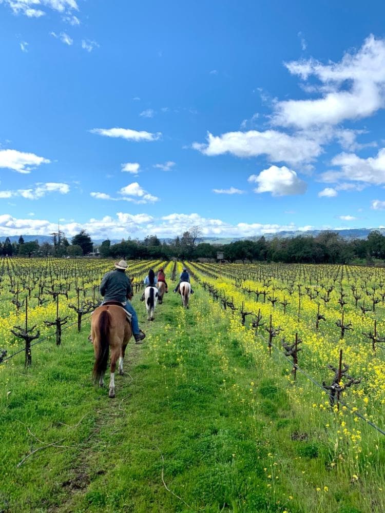 Horseback Ride Through Bartholomew Estate Vineyards — Private Small-Group Experience