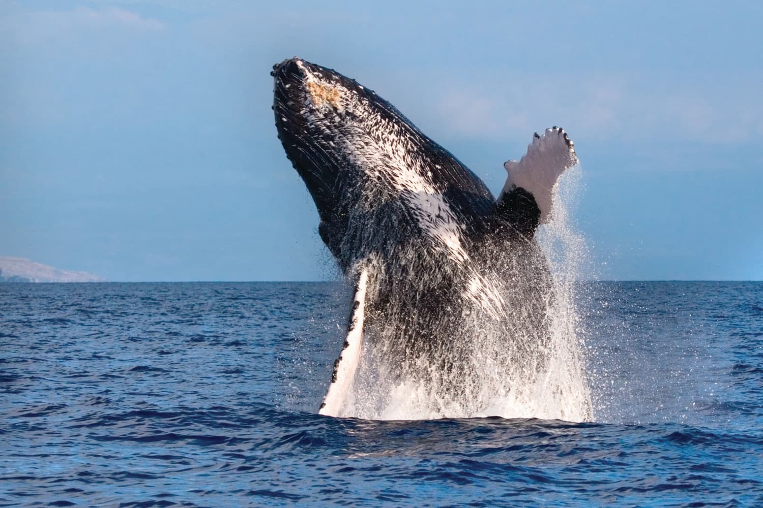 Spirit of Aloha Whale Watch Tour in Honolulu, Hawaii