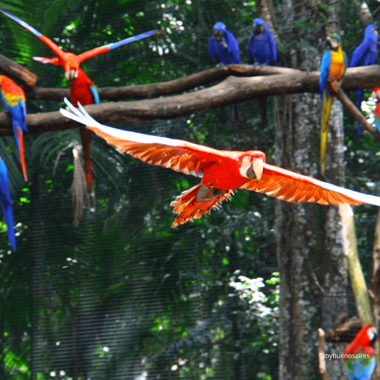 Wildlife and Nature Adventure at Bioparque Temaikèn