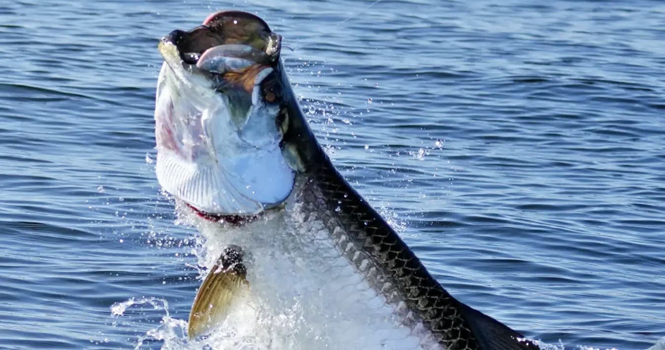 Tarpon Fishing with Reel Sharp Sportfishing in Islamorada