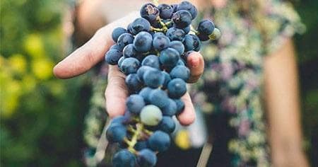 Vineyard Tour and Grape Harvesting Experience in Tuscany