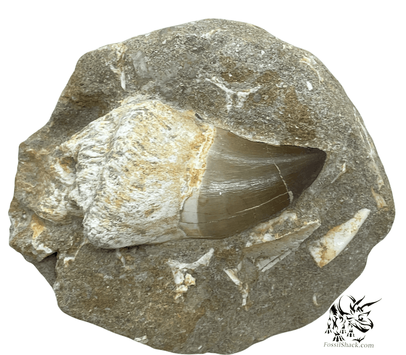 Utah Fossil Dig: Paleontology for Kids in Salem