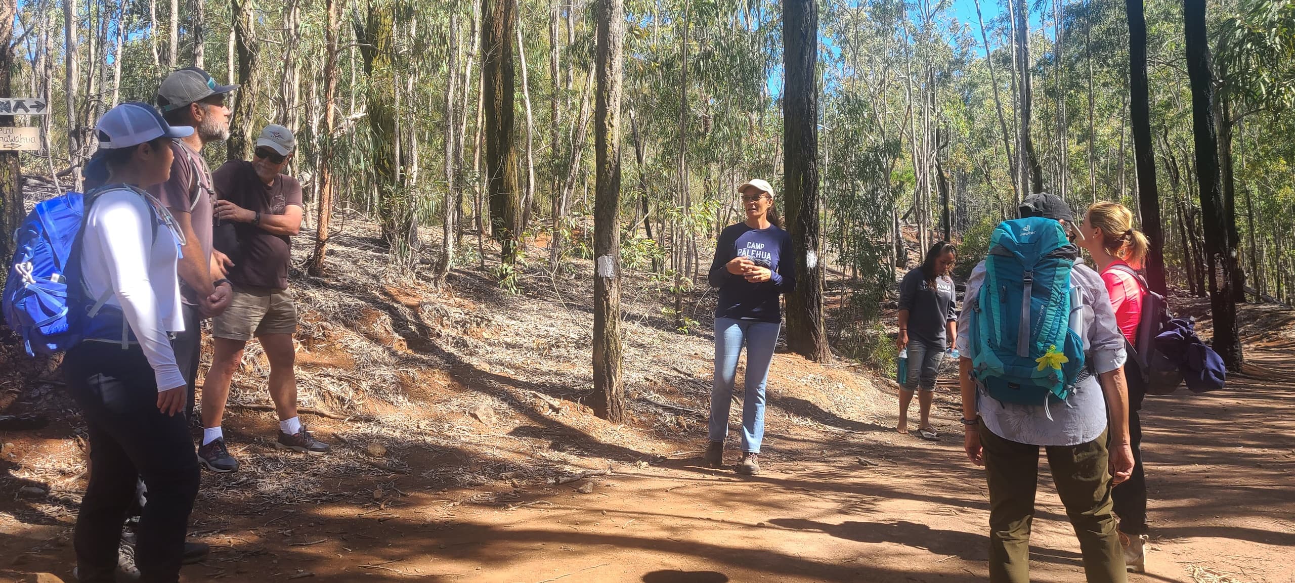 Group hikers forest bathing on sunny eucalyptus woodland trail