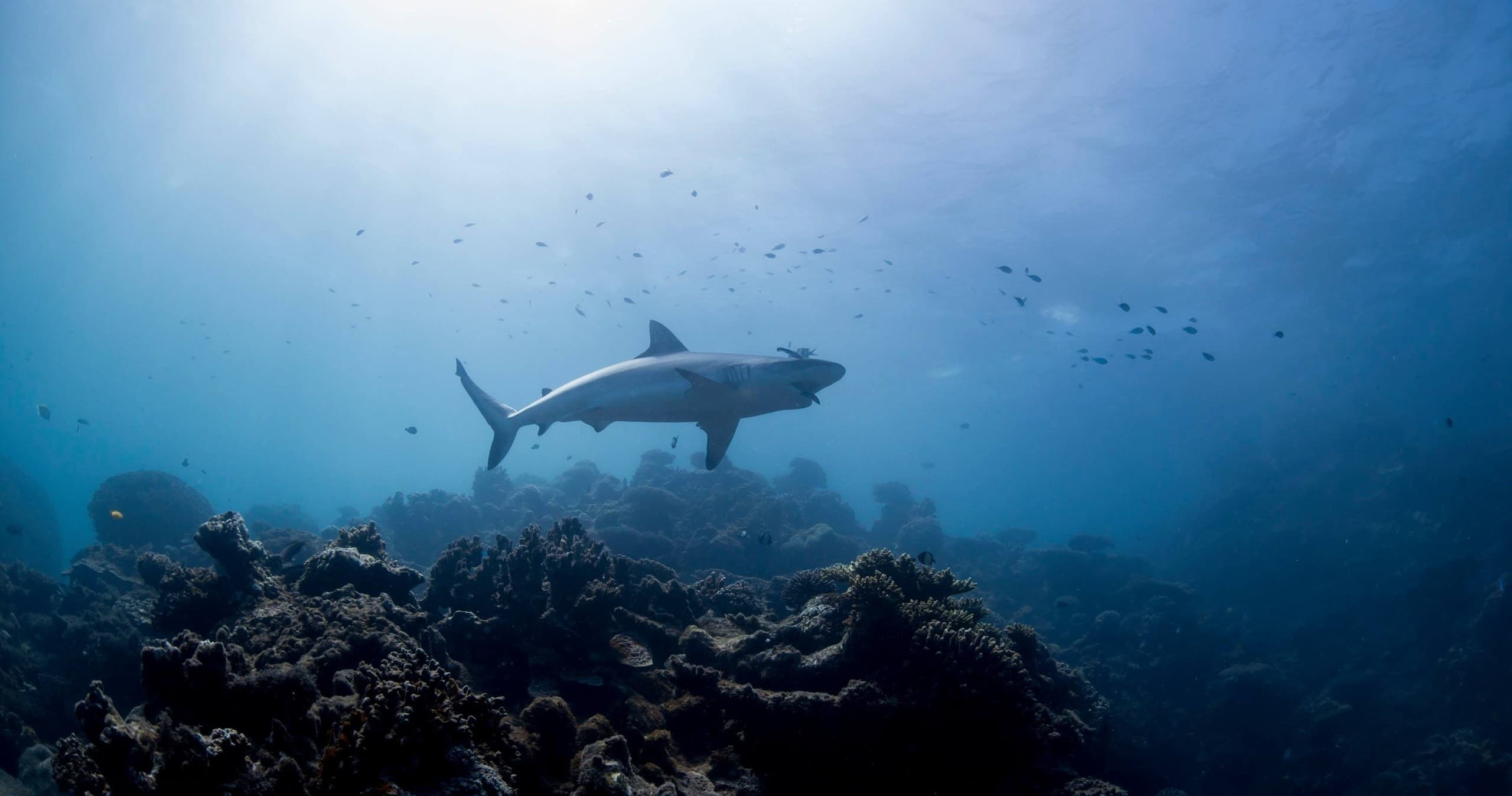 Water Activities: Ningaloo Reef Dive with Ningaloo Dive Adventure