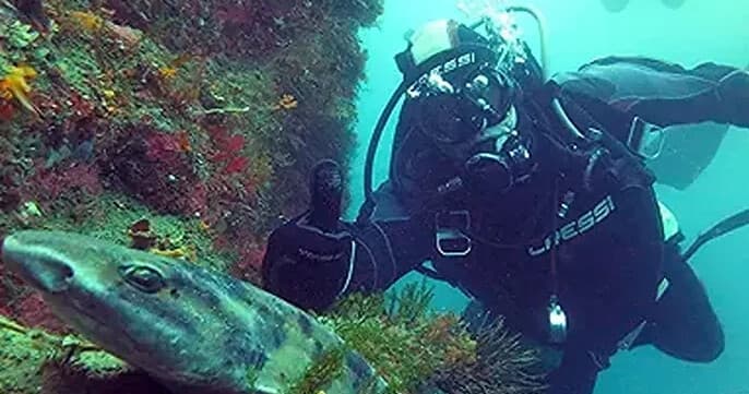 Private Dive Charters from Jackson Bay: West Coast Reefs, Spearfishing & Underwater Photography