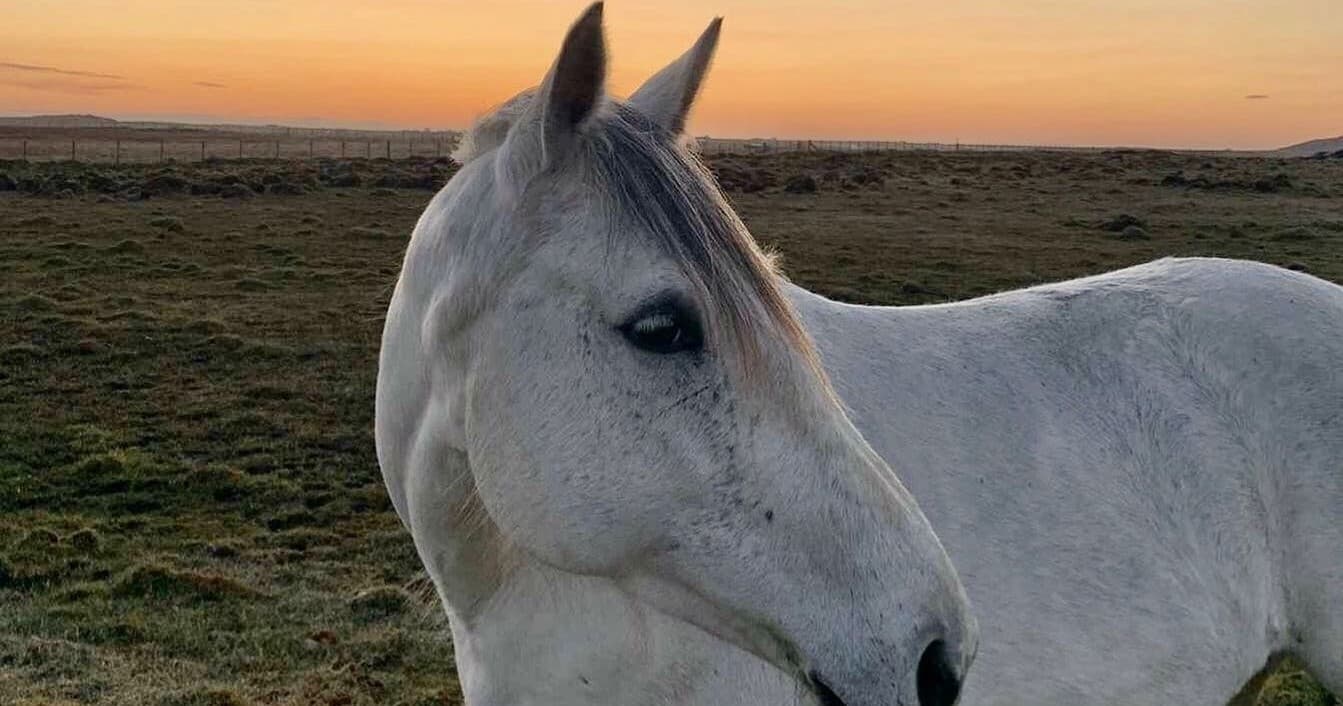 Group Horse Riding Lessons with Tiree Equestrian in Scotland