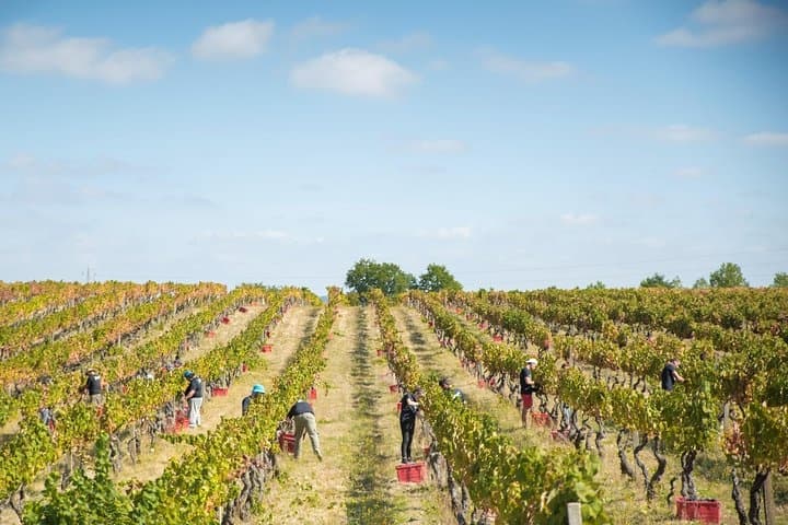 Harvest workers picking grapes in sunny vineyard rows during season