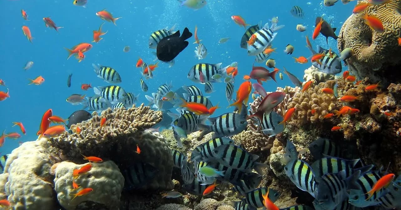 Water Activities & Marine Adventures with Puerto Vallarta Net