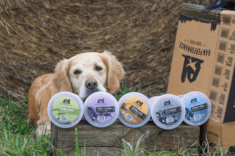 Outdoor Family & Dog Event at Erin Hill Acres