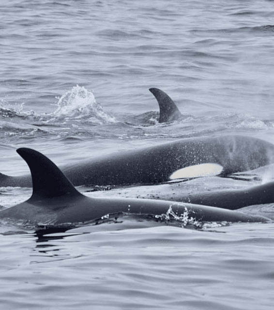 Kenai Fjords Catamaran Cruise: Whale Watching & Glacier-Ice Margaritas photo 3