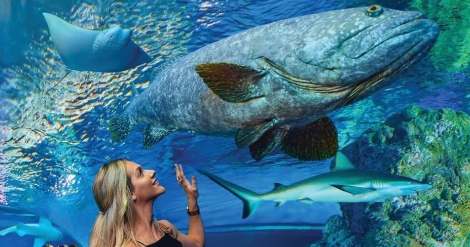 Explore Cairns Aquarium: A Gateway to Tropical North Queensland’s Underwater Wonders