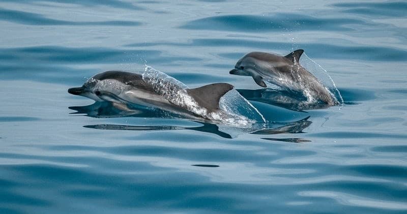 Pair of dolphins surfacing beside each other in blue ocean