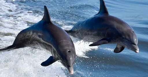 Dolphins and Drinks - Siesta Key