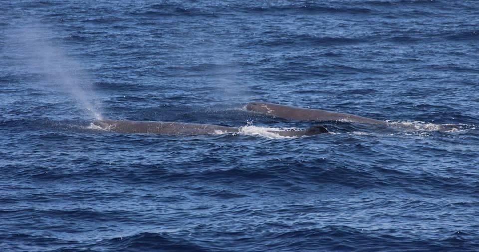 Humpback whale surfacing near coastline on ocean tour