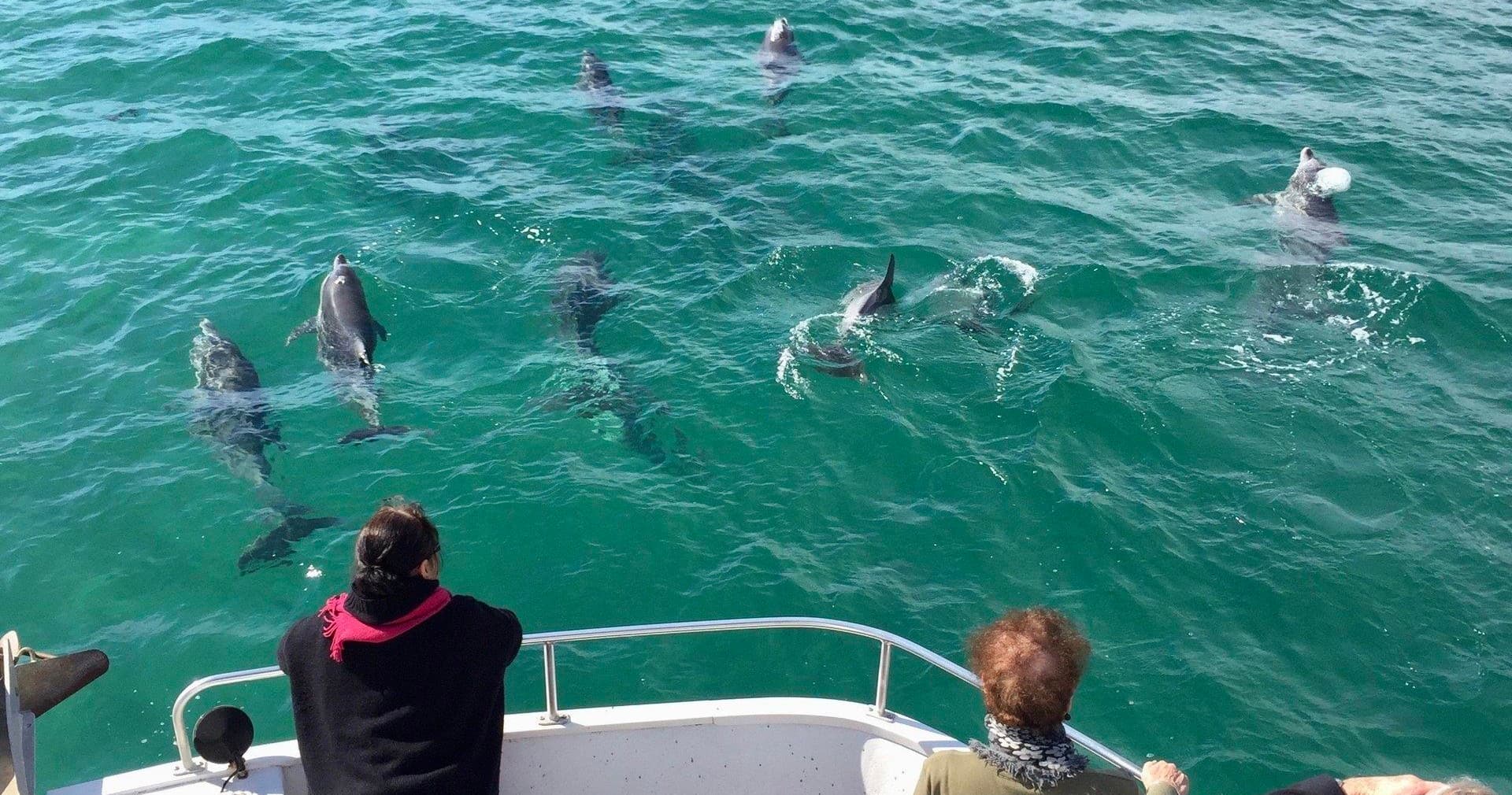 Water Activities: Discovery Lunch Cruise on Wallis Lake by Free Spirit Cruises