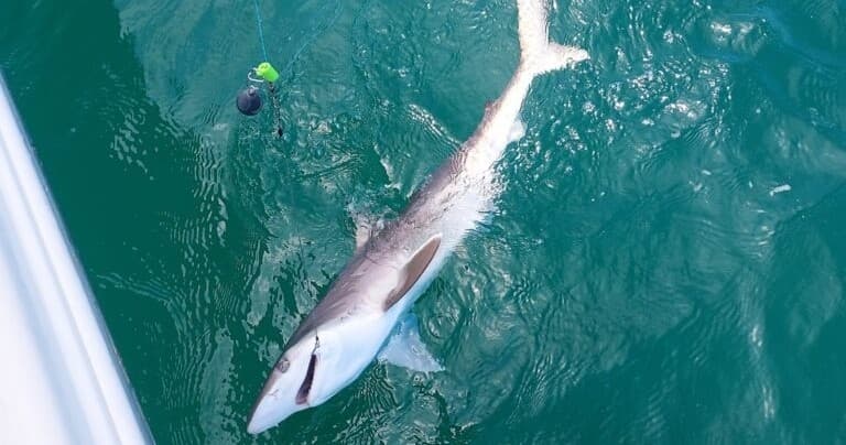 3HR Shark Trip Afternoon in Murrells Inlet, SC