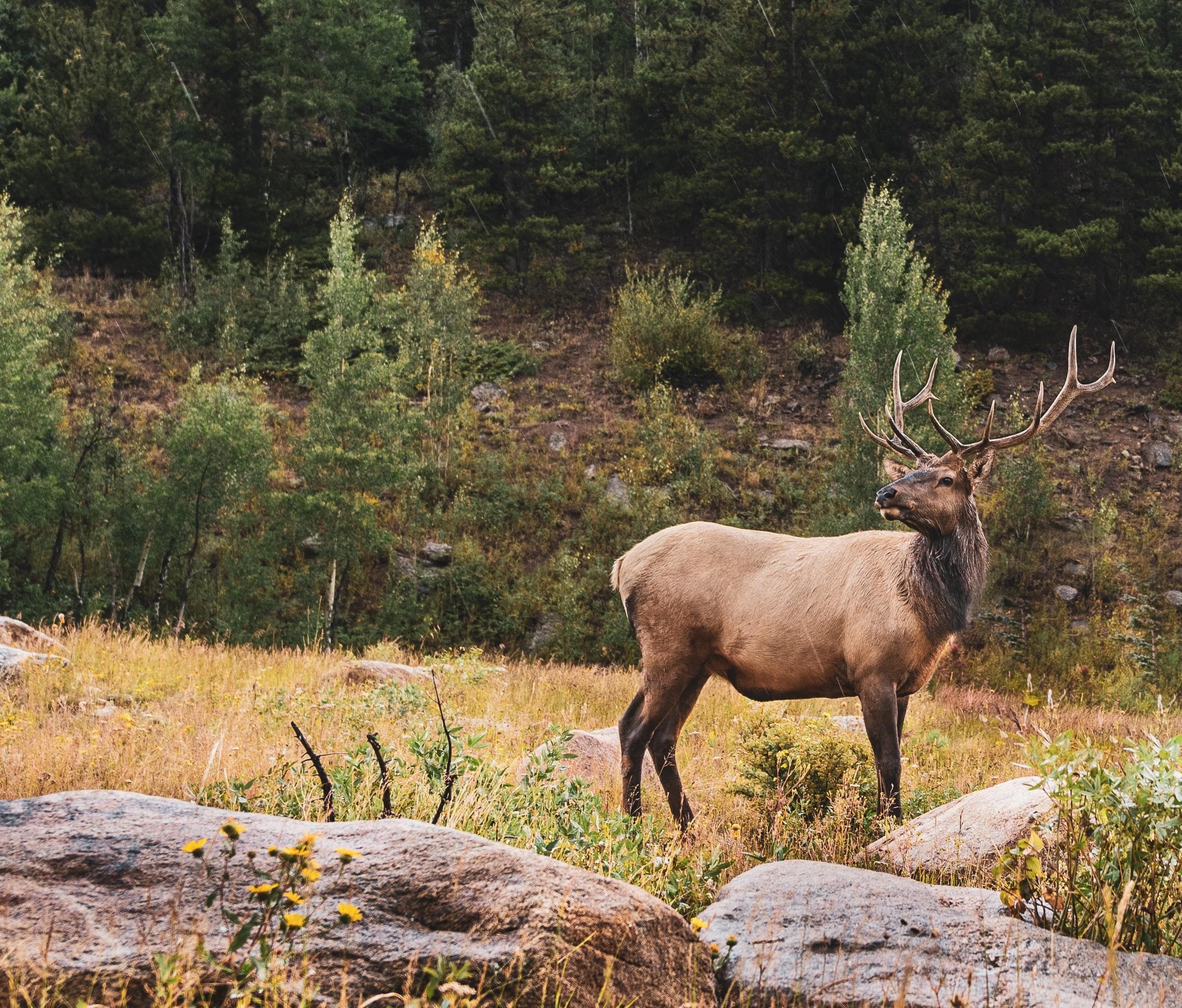 Wildlife & Scenic Tours with Wilderness Journeys Pagosa