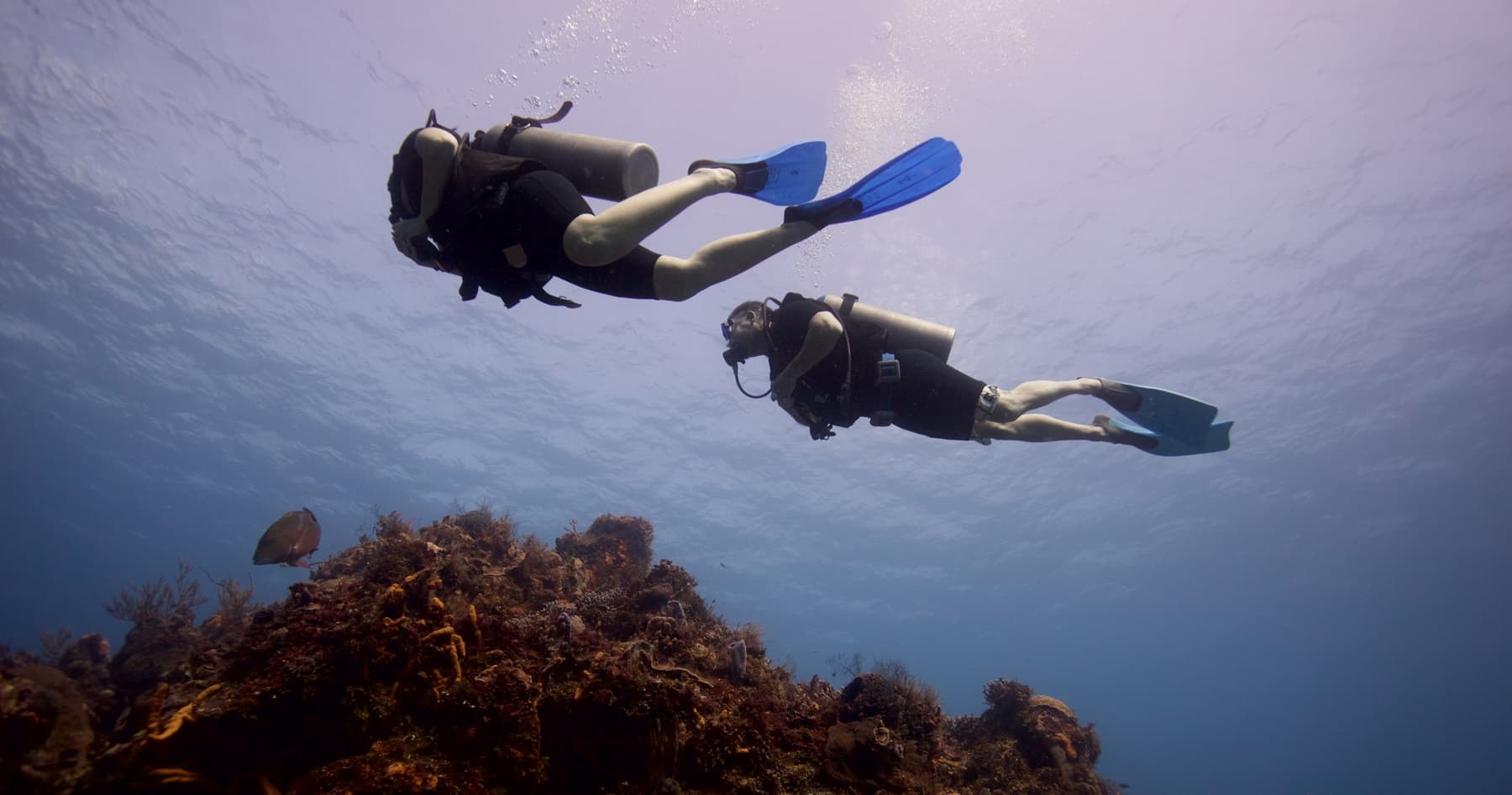 Advanced Open Water Diver Course in Playa del Carmen - 5 Dives, Wrecks & Sharks photo 1