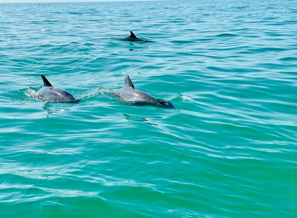 Swimming and Dolphin Watching Adventures in Key West