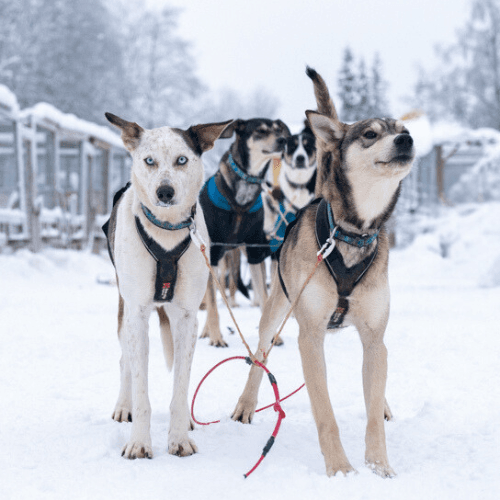Dog sled team ready on snowy trail, huskies geared for mushing