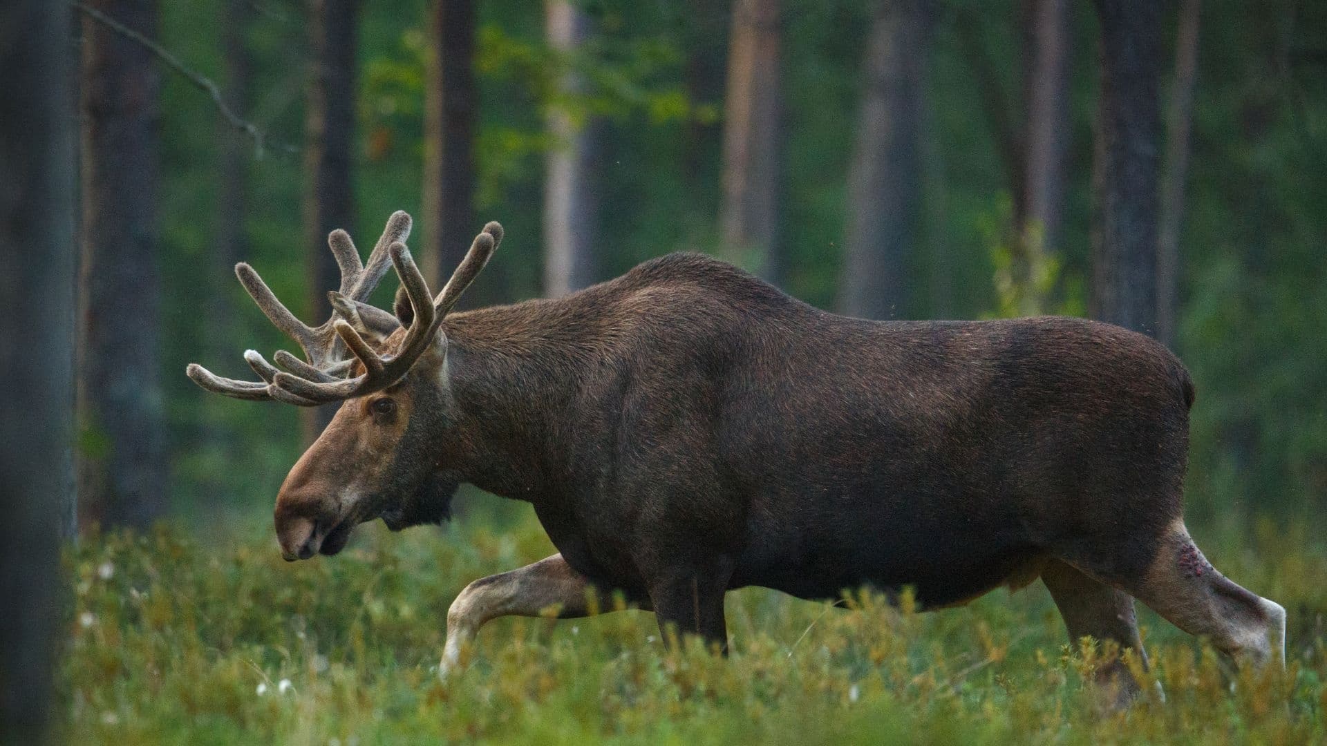 Bull moose walking through forest meadow during daylight