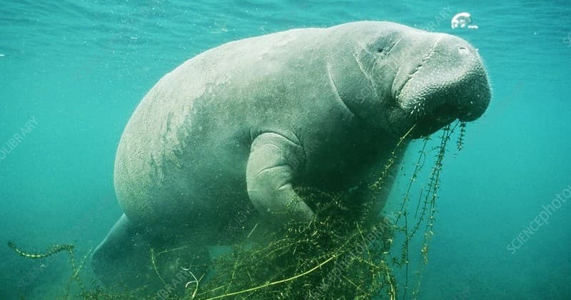 3 Hour Manatee PLUS+ Tour --- Larger Group Tours --  13 to 18 Guests