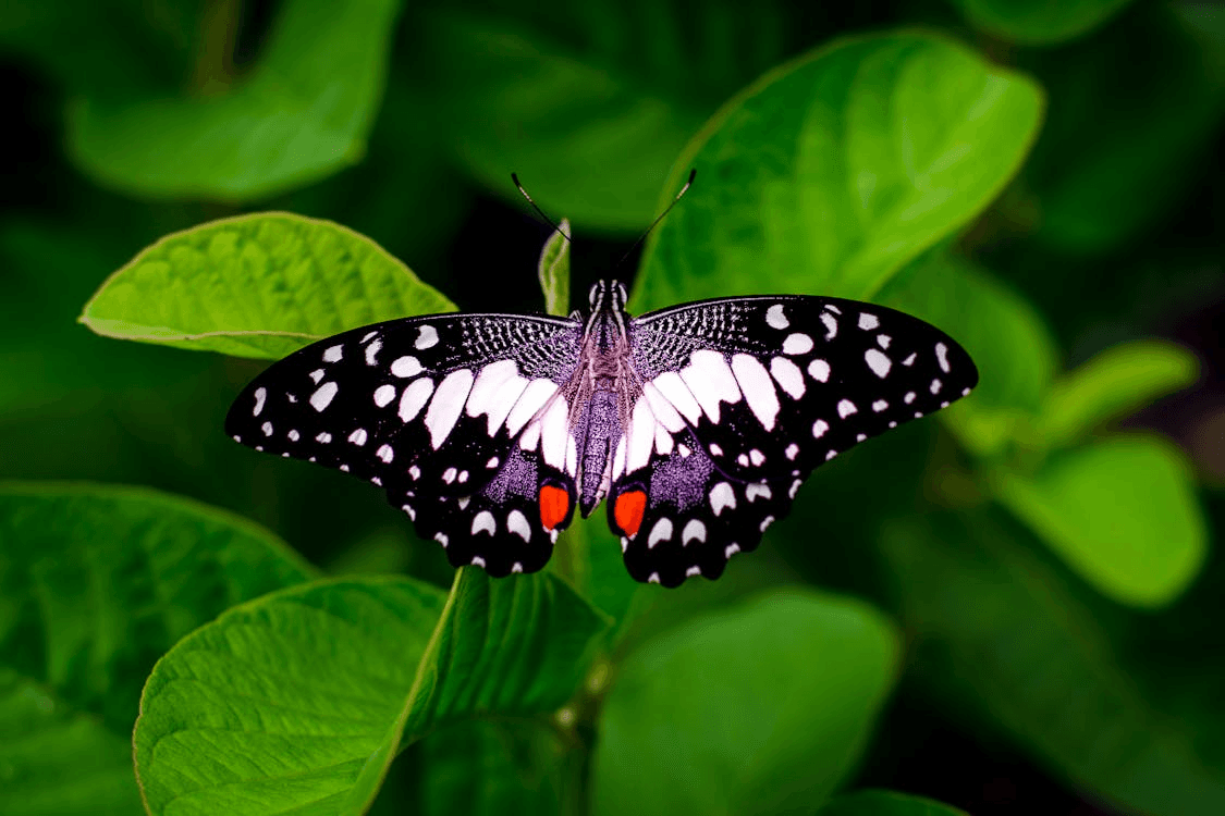 Butterfly Pinning Workshop: Hands-On Specimen Mounting Class