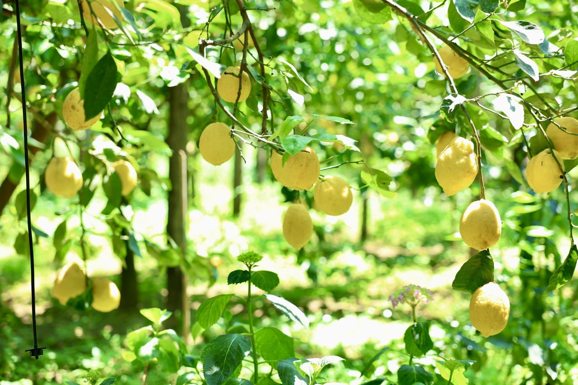 Lemon grove orchard with hanging fruit and greenery