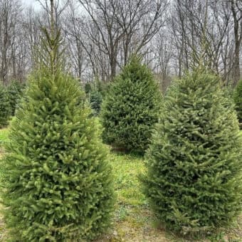 Cut-Your-Own Christmas Trees at Pierson's Farm: Middletown Hands-On Holiday Tradition