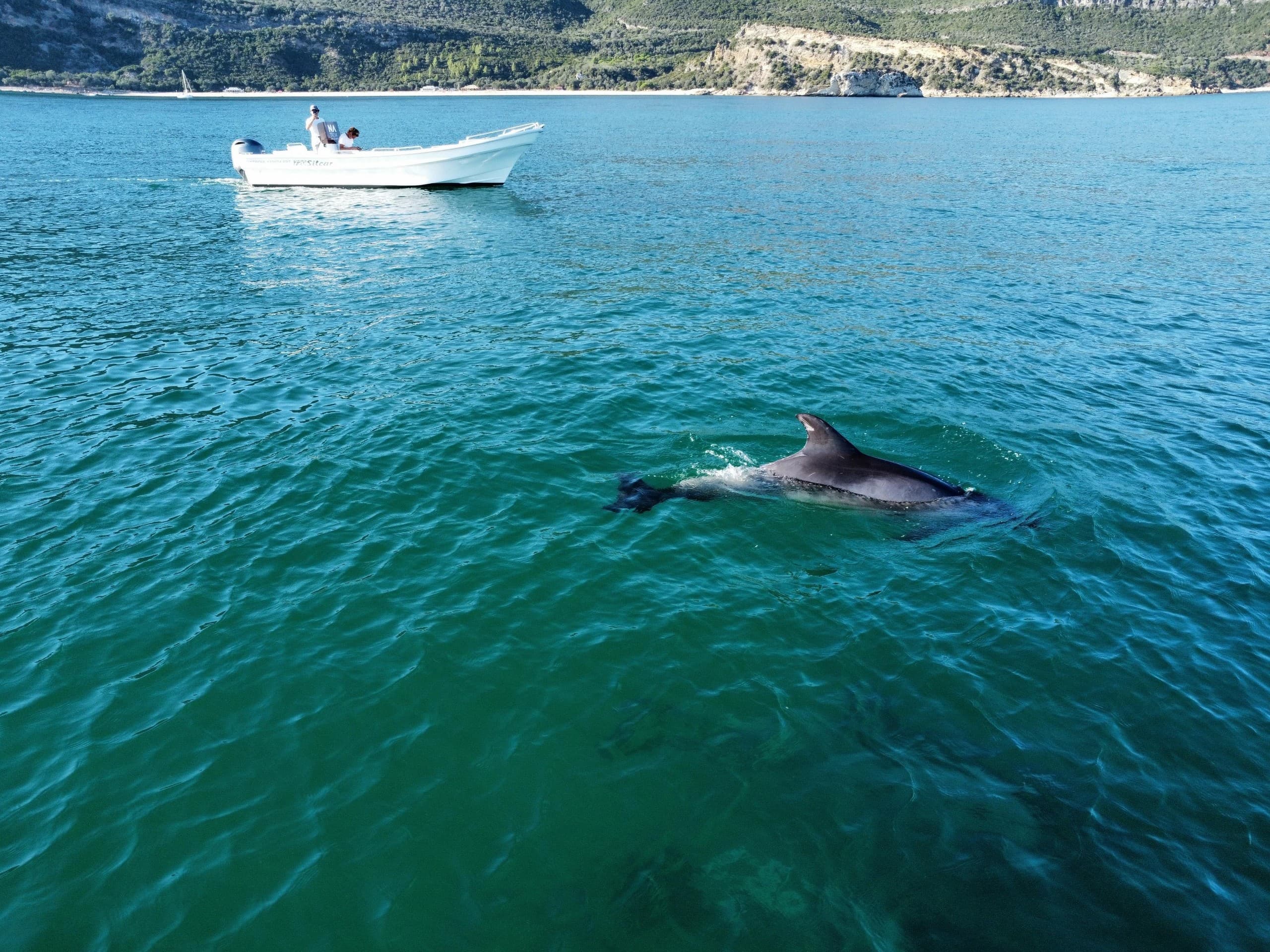 Dolphin Encounters in Arrábida: Sado Estuary Wildlife Cruise from Setúbal photo 3