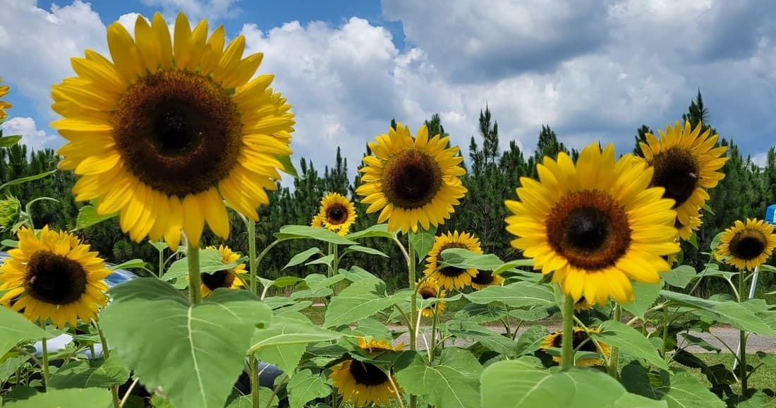 Flower Picking at Coastal Ridge Farm in Picayune, MS