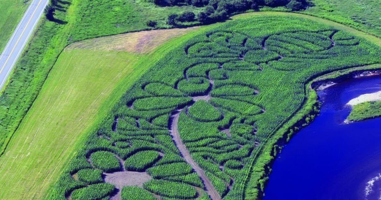 Aerial view of decorative corn maze by lake at Collins Farm