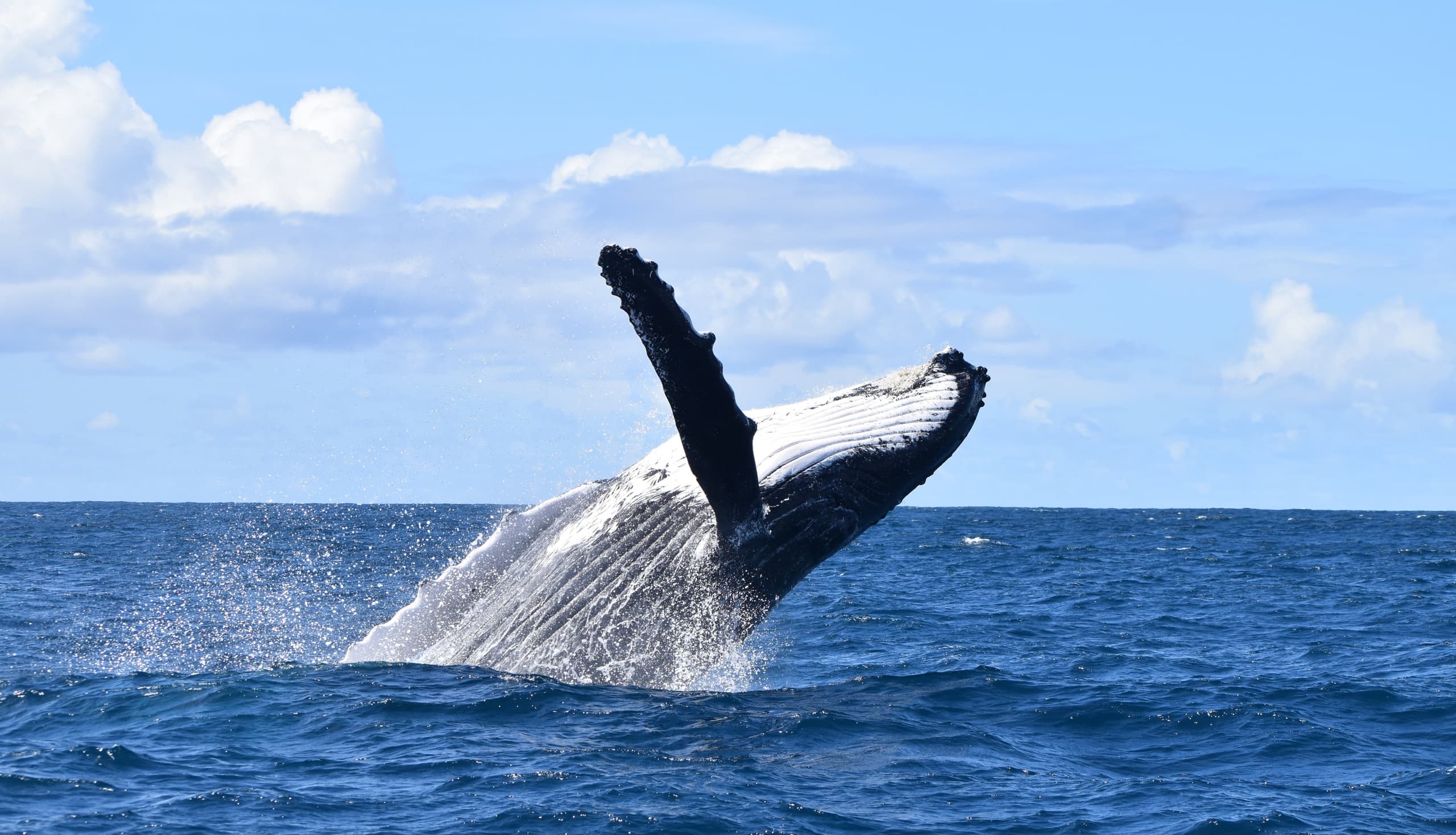Sitka Sound Tours fleet