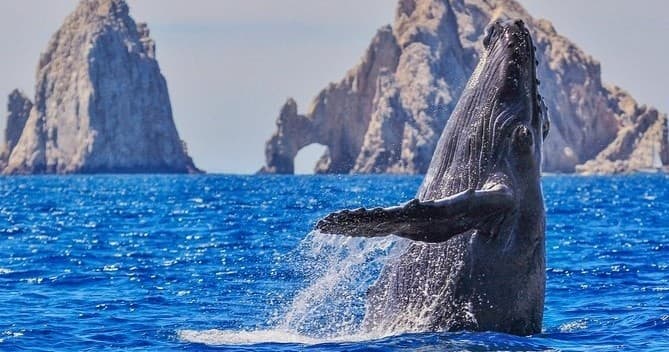 Whale Watching & El Arco Private Tour in Cabo San Lucas