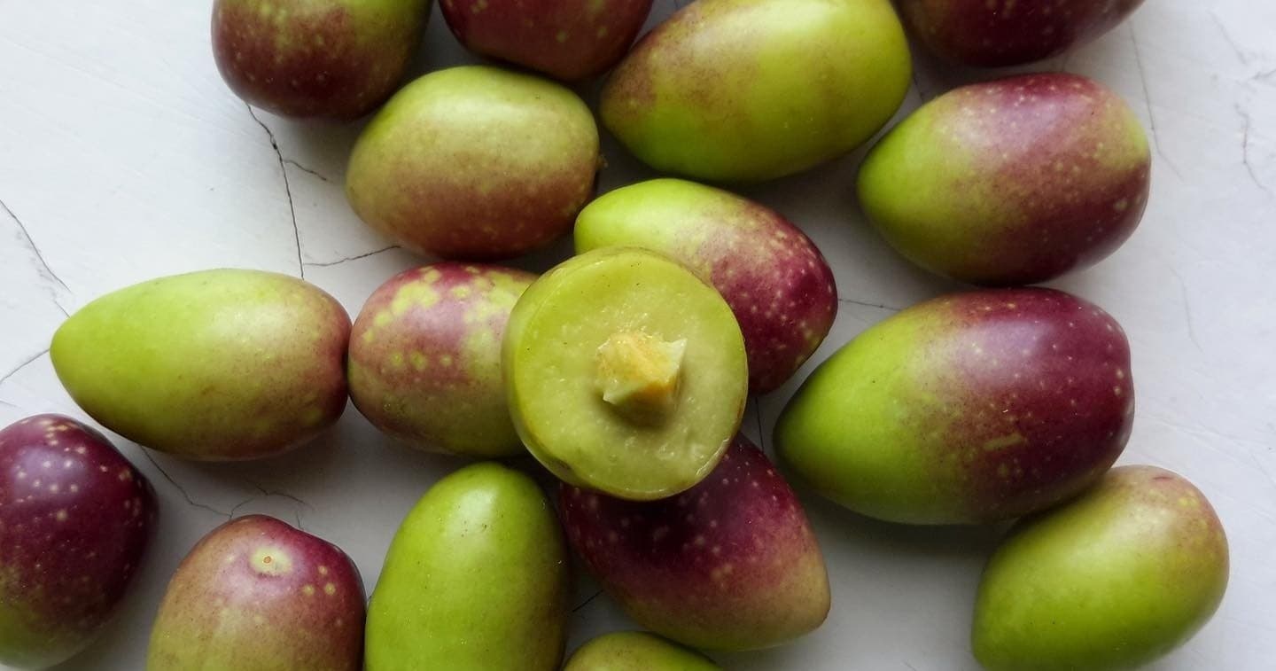 Outdoor Food & Farm Experiences at Centenary Olive Oil Tour