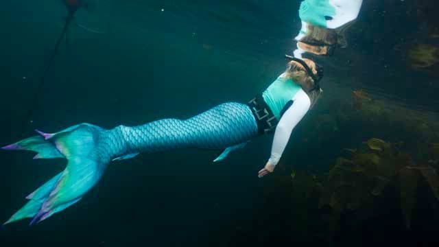 Catalina Island Mermaids fleet