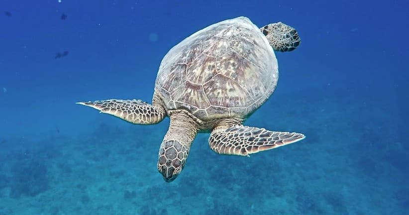 Green sea turtle snorkeling encounter in clear Hawaiian reef