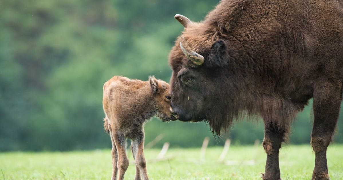 Bialowieza Bison Trek with AB Poland Travel