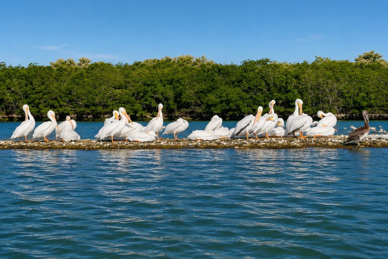 Paddle with Dolphins & Manatees at Sebastian Inlet: Guided Eco Kayak Tour photo 4