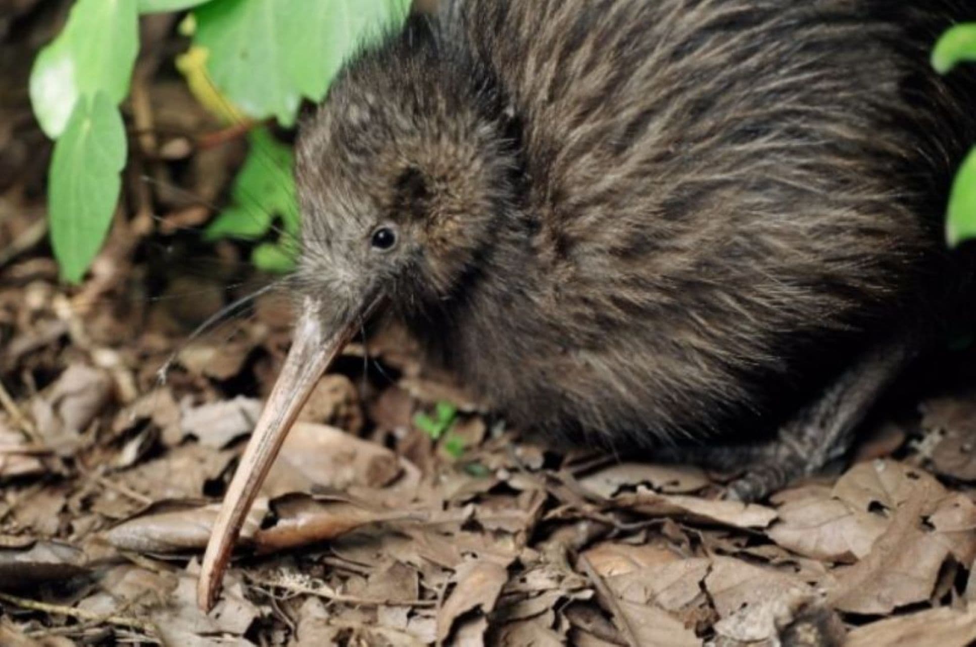 Total Kiwi Experience: Night Kiwi-Spotting, Whangarei Falls & Waitangi Lookout photo 1