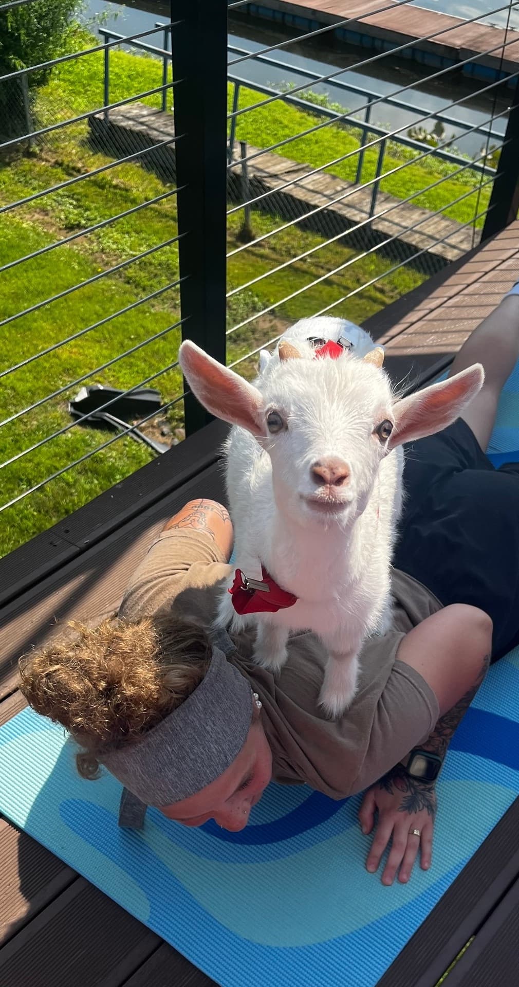 Krick Wuder Baby Goat Yoga Bah-Maste | Wellness in Philadelphia | Farm, Wildlife, Attraction, Environmental Attraction