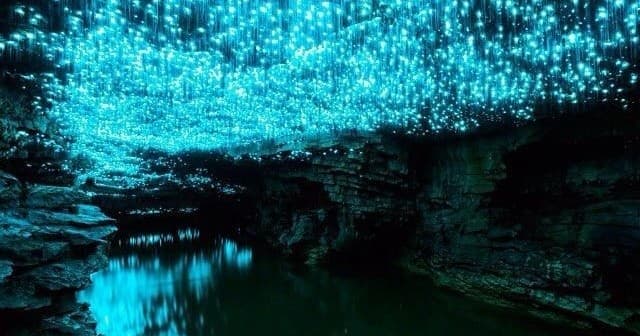 Waitomo Glowworm Cave and Hamilton Gardens Tour: Day Trip from Auckland