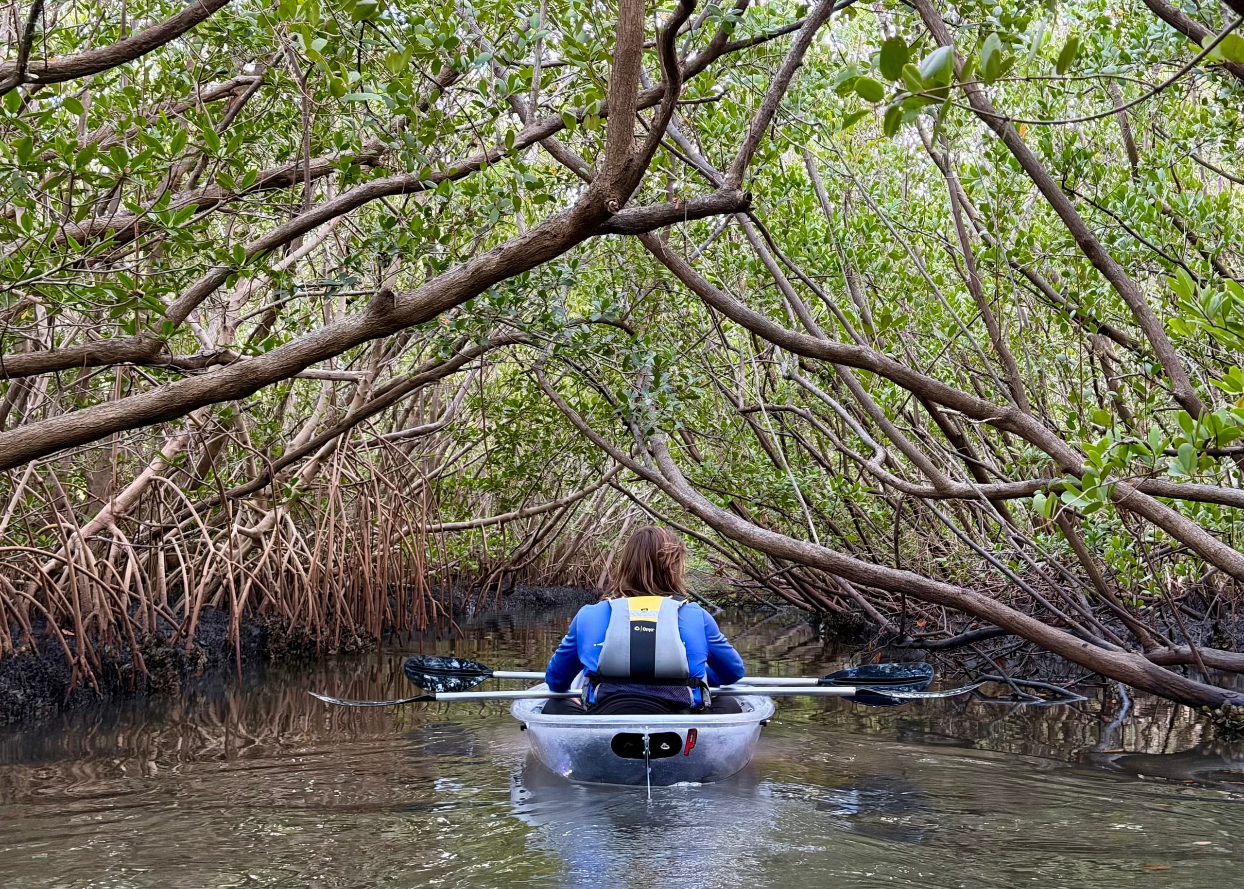 Sunset Clear-Kayak Through Cooper’s Bayou — Clearwater Mangrove Tunnel & Stingray Tour photo 2