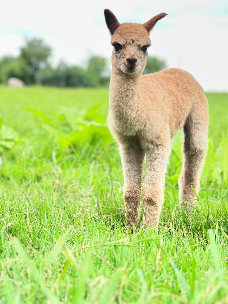 Spring Alpaca Visit at Noble Beast Farms: Greenhouse Craft & Pronking in Prince Edward County