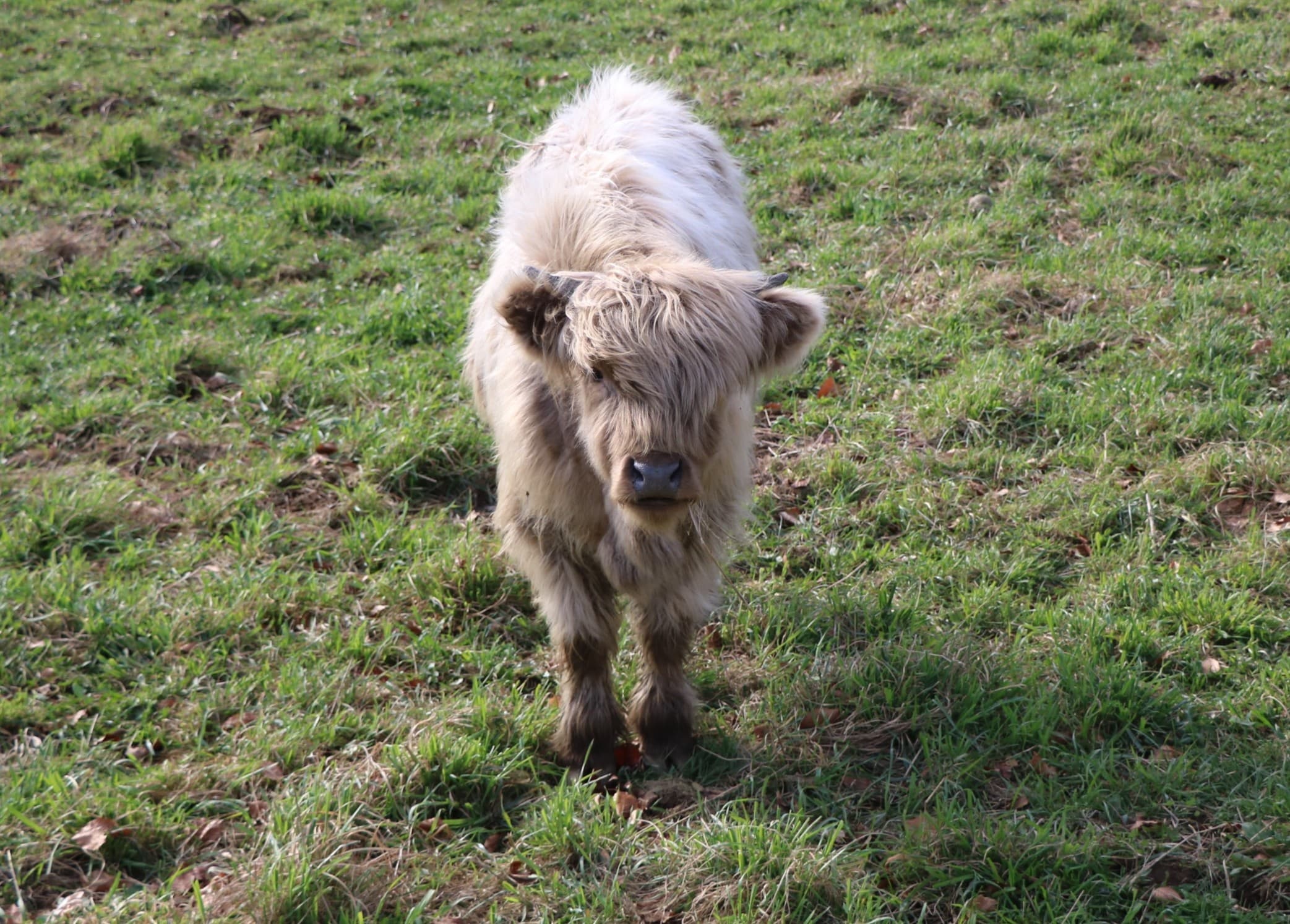Rise & Reset: Farm Soundbath and Highland Cows at Maan Farms, Abbotsford photo 3