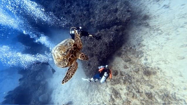 Earn Your SSI Open Water Certification in Honolulu — 3-Day Group Scuba Course