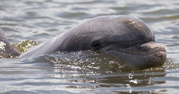 Bottlenose dolphin surfacing in calm coastal estuary waters
