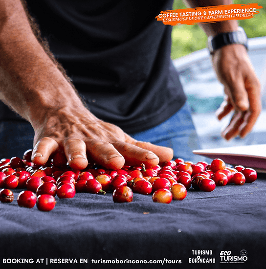 Hands-On Coffee Tasting and Farm Experience in San Lorenzo, Puerto Rico
