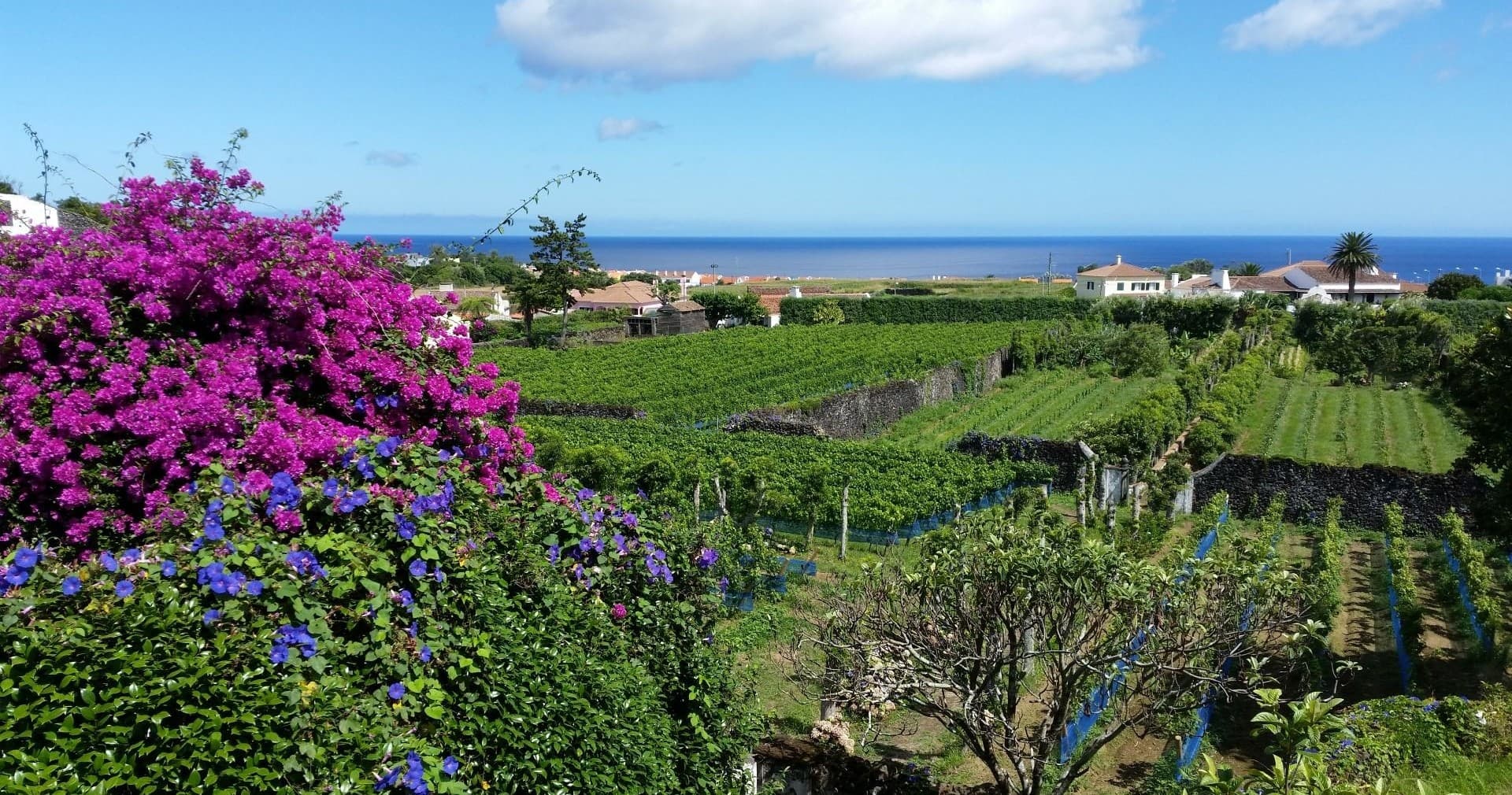 Wine & Lakes Adventure with Azorean Tours on São Miguel